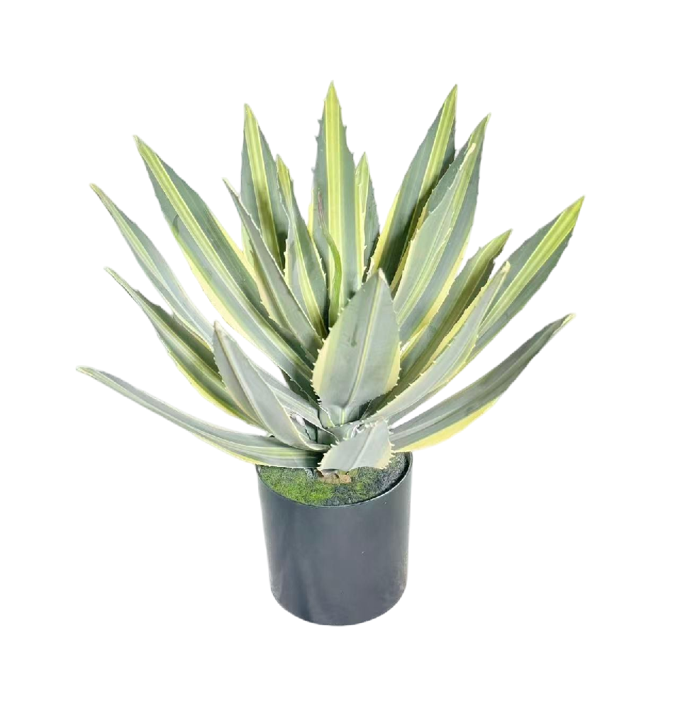 UV-resistant Handtouch Agaves