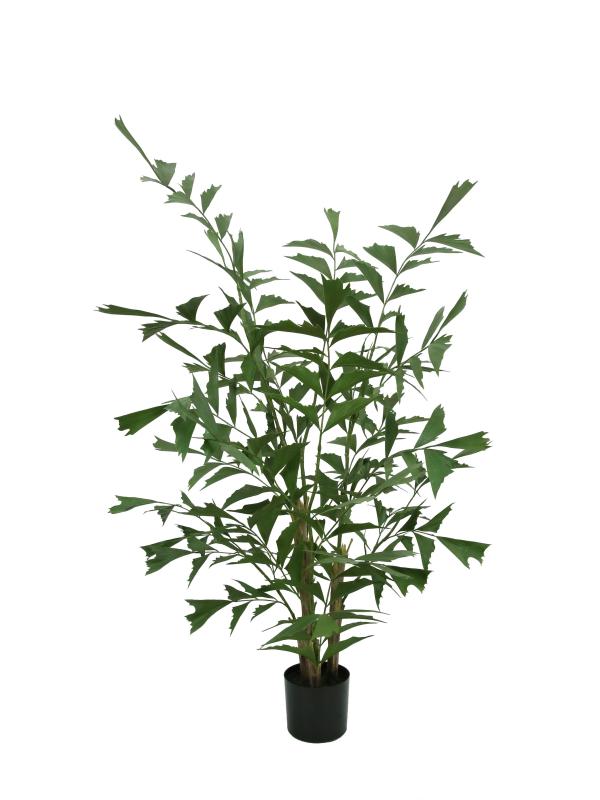 UV-resistant Caryota