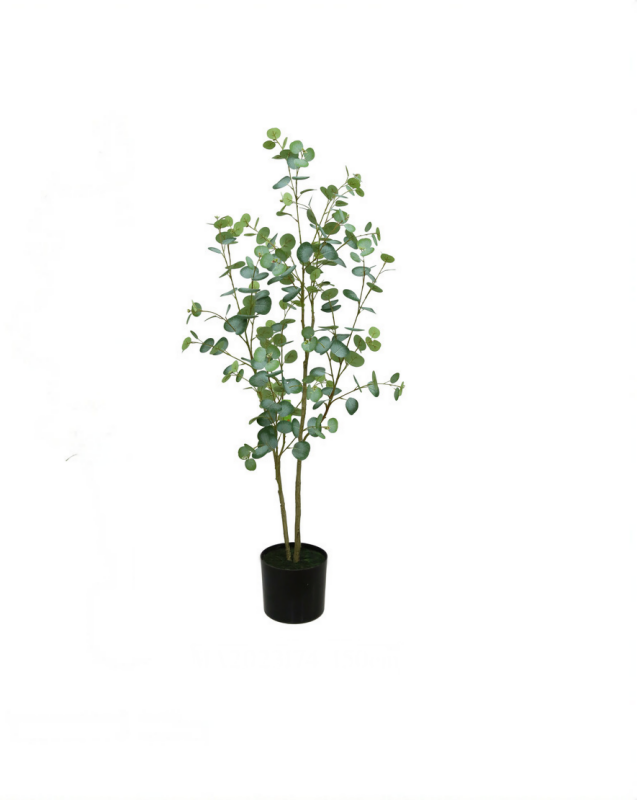 Eucalyptus Tree