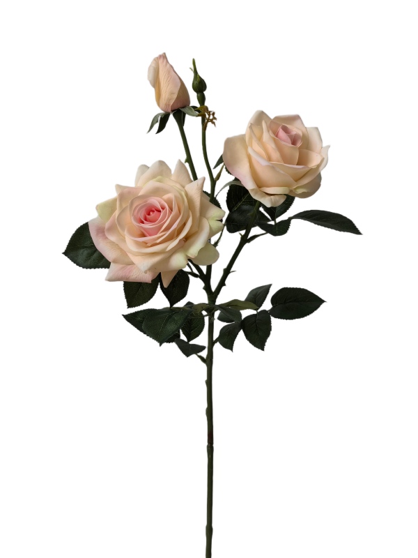 Handtouch Roses