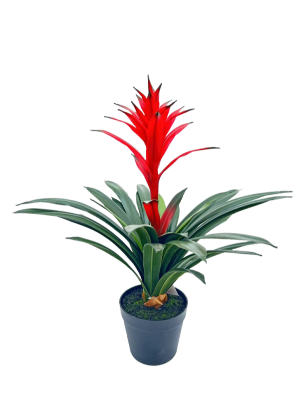 Potted Guzmania Conifera