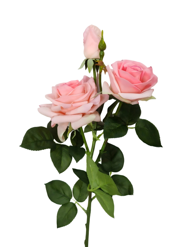 3head Curling Edge Roses