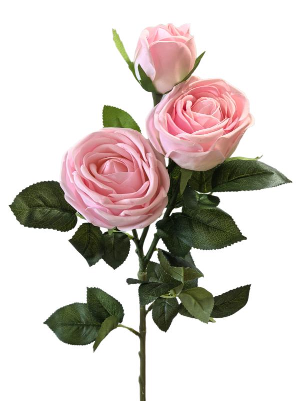 3heads Camelia Roses