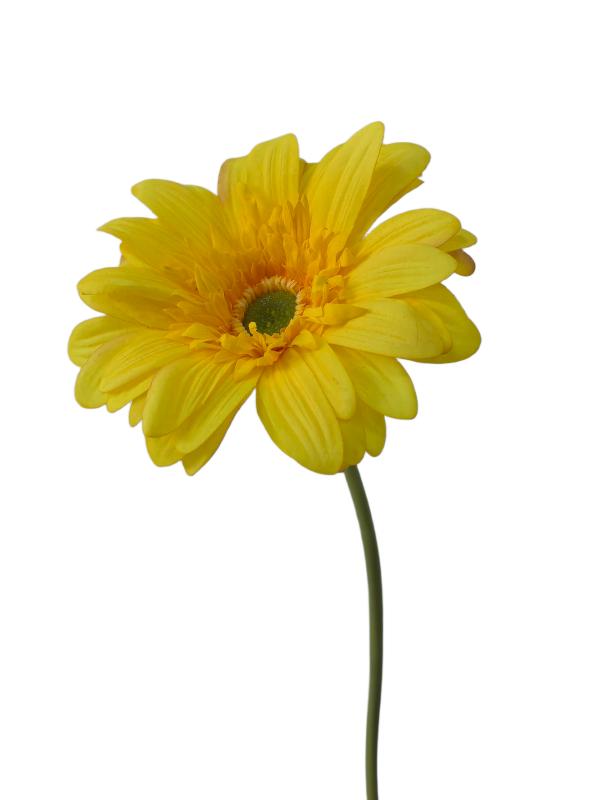 Gerbera Jamesonii