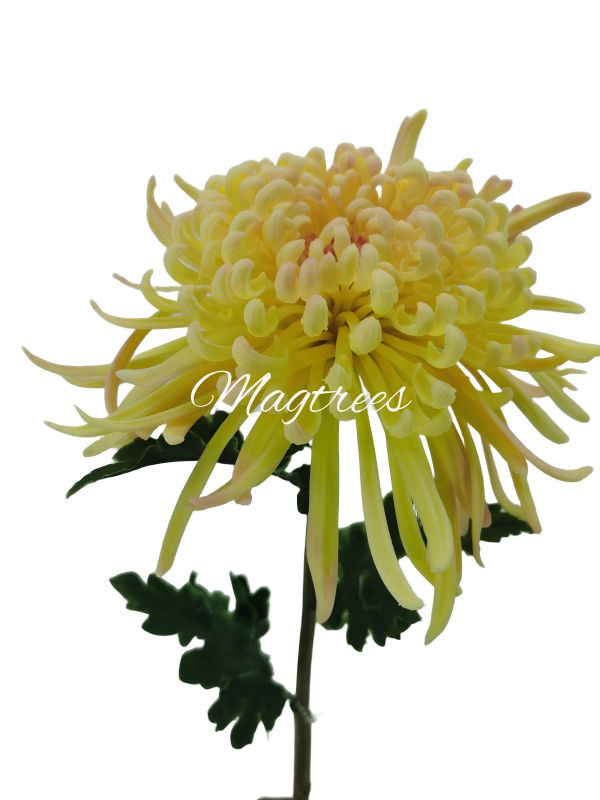 Handtouch Chrysanthemums