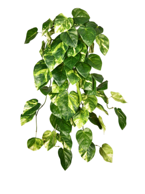 Anthurium Crystallinum Bush