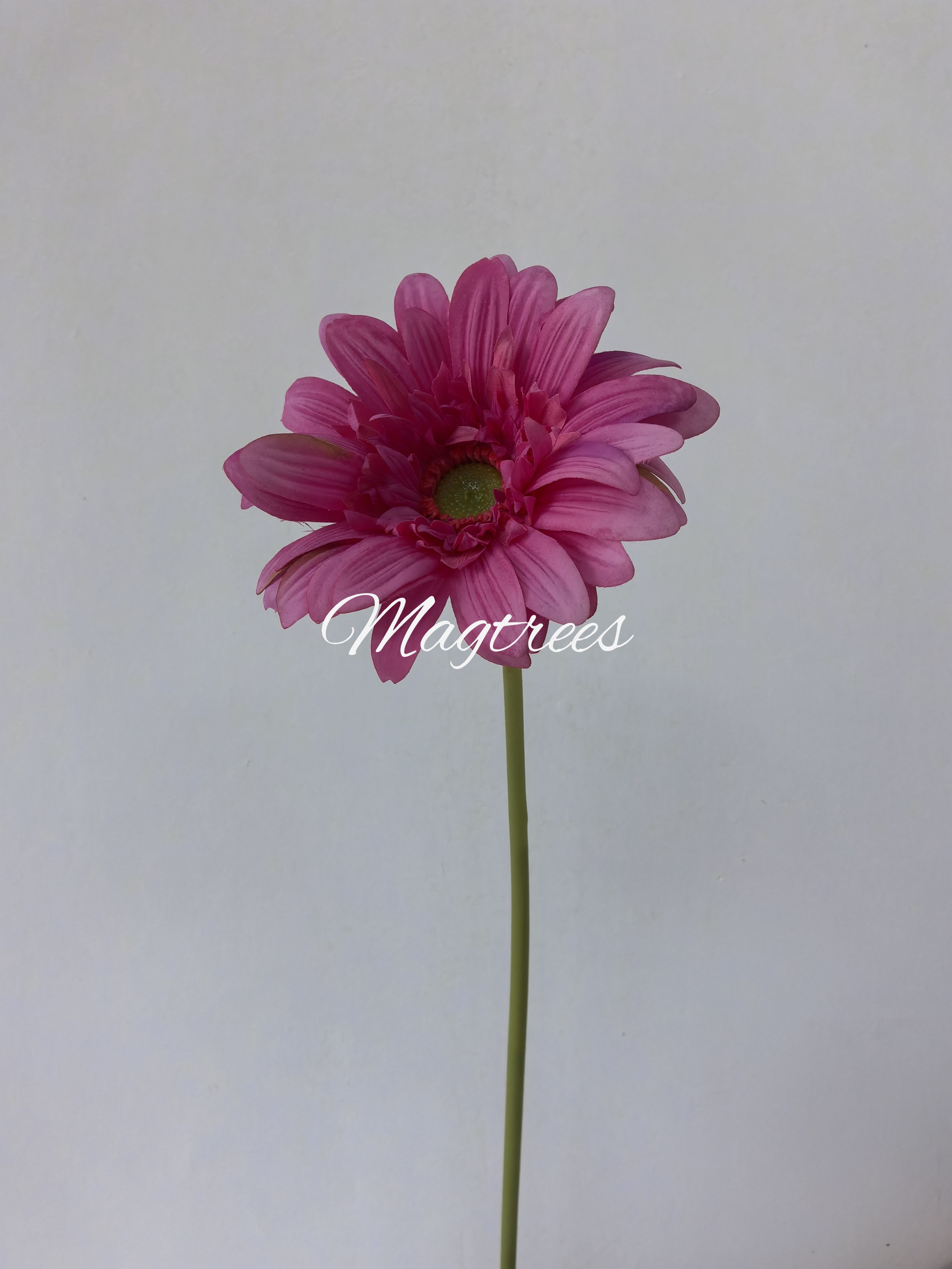 Gerbera