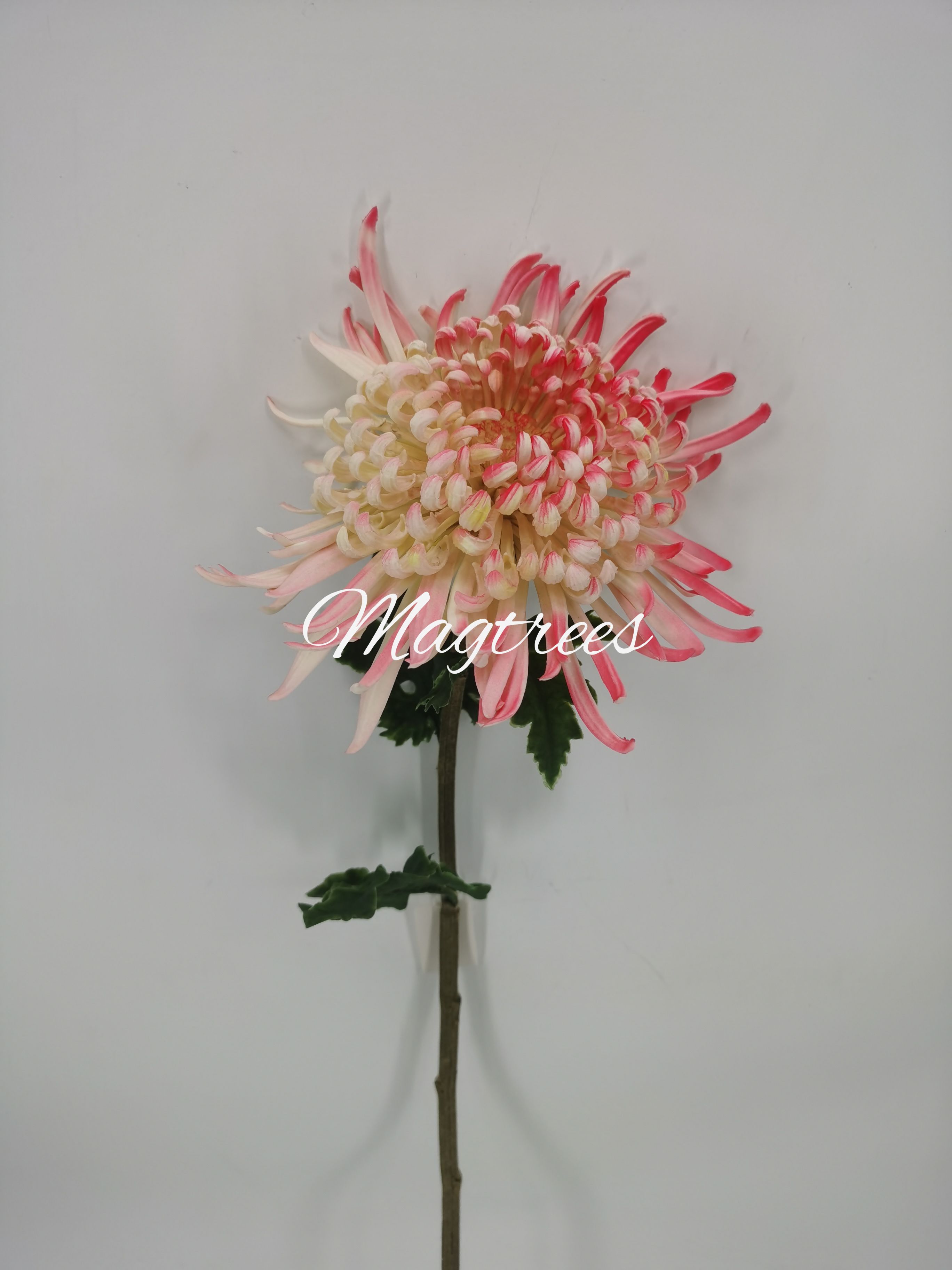 Chrysanthemum