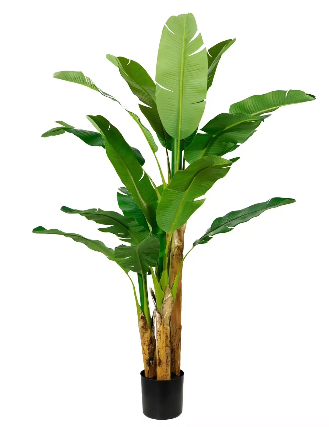 Chinese banana