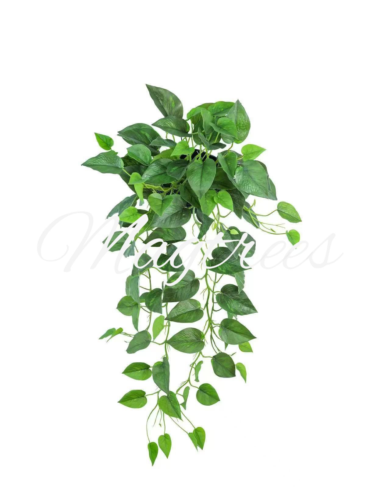 Epipremnum aureum