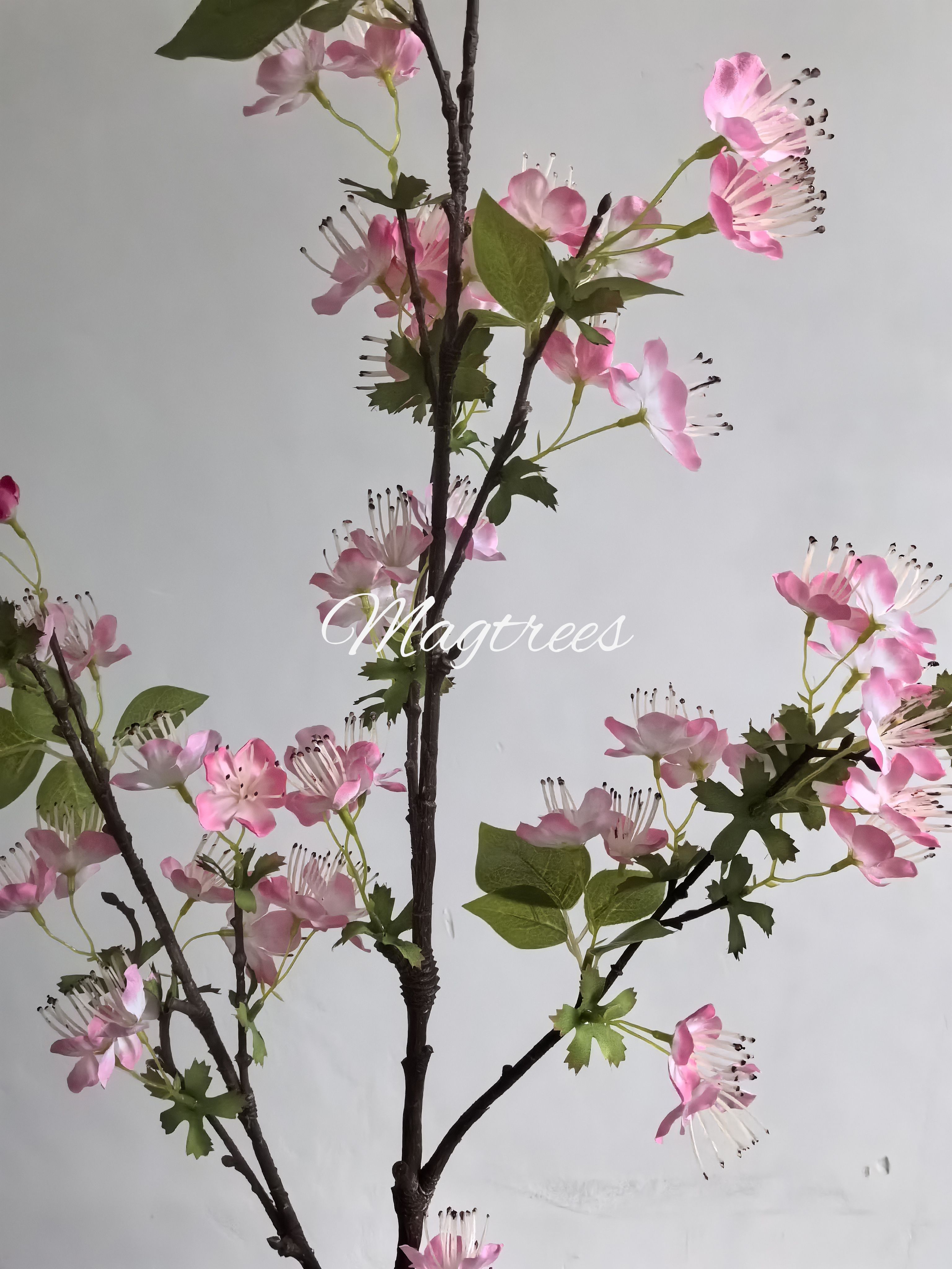 Pear Tree