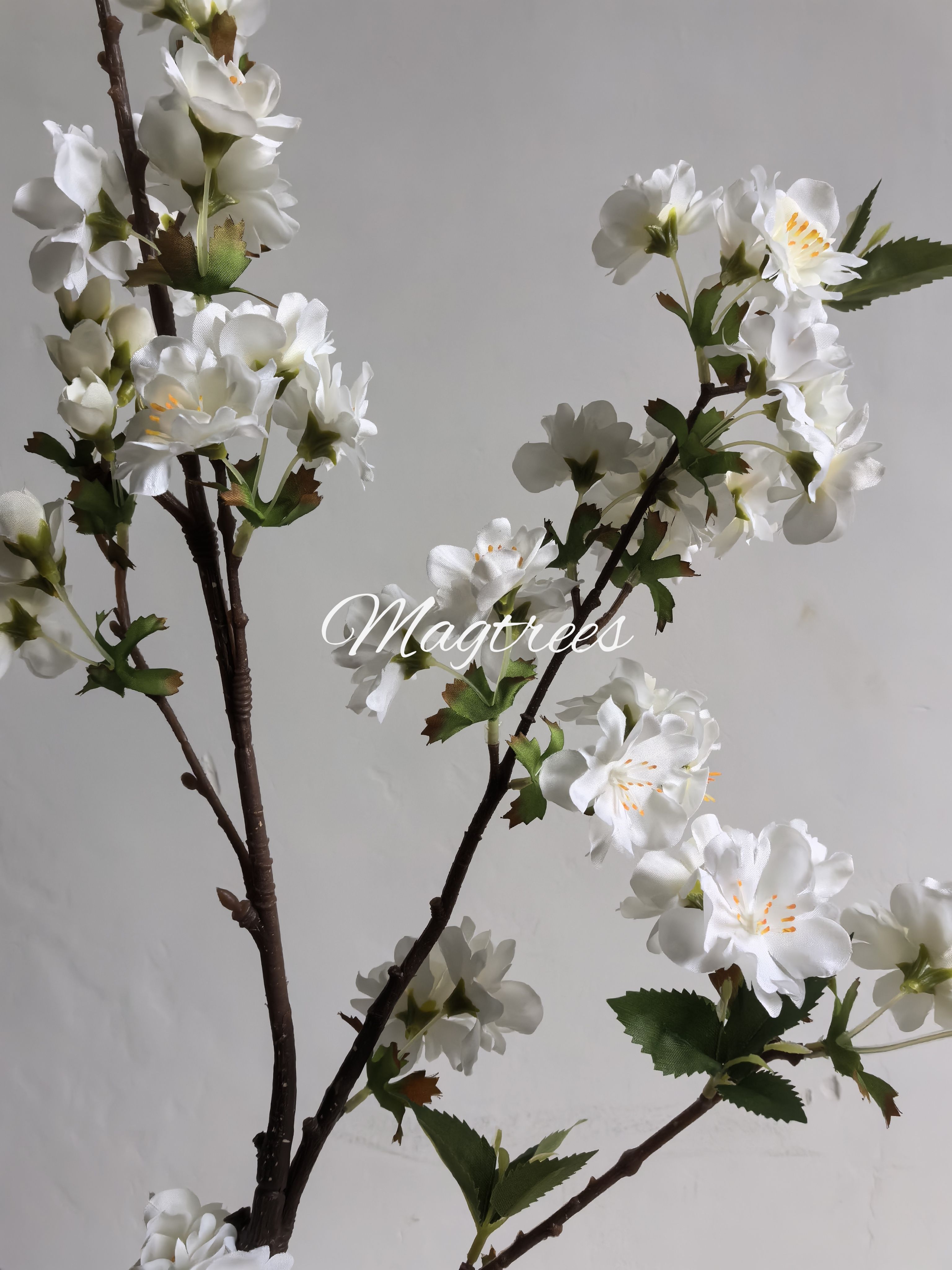 Cherry Tree