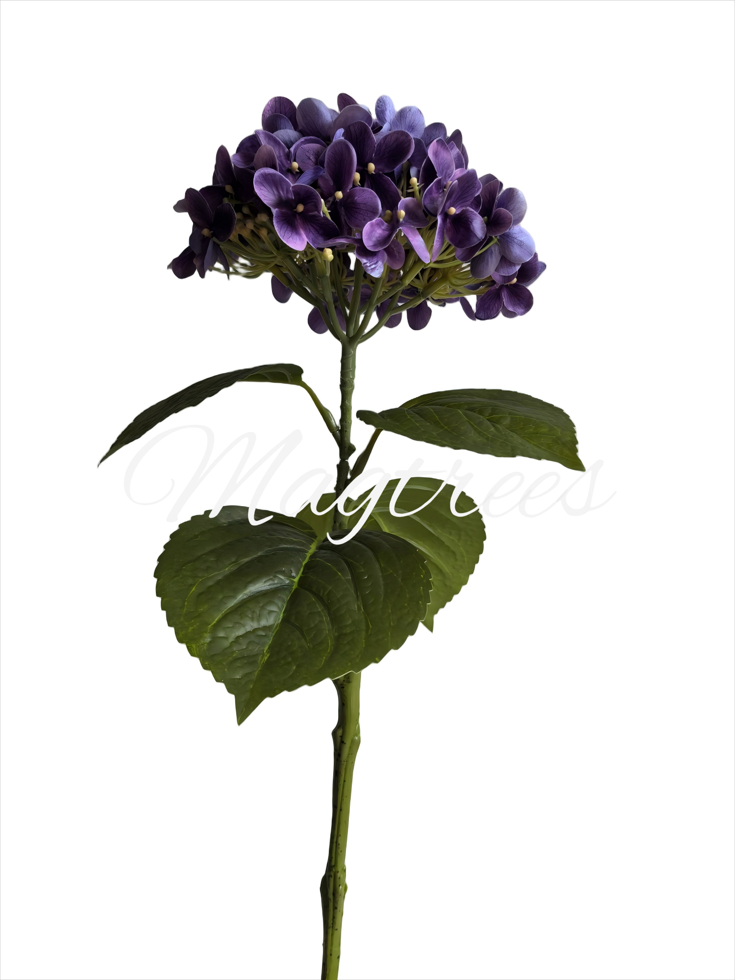 Handtouch Hydrangeas
