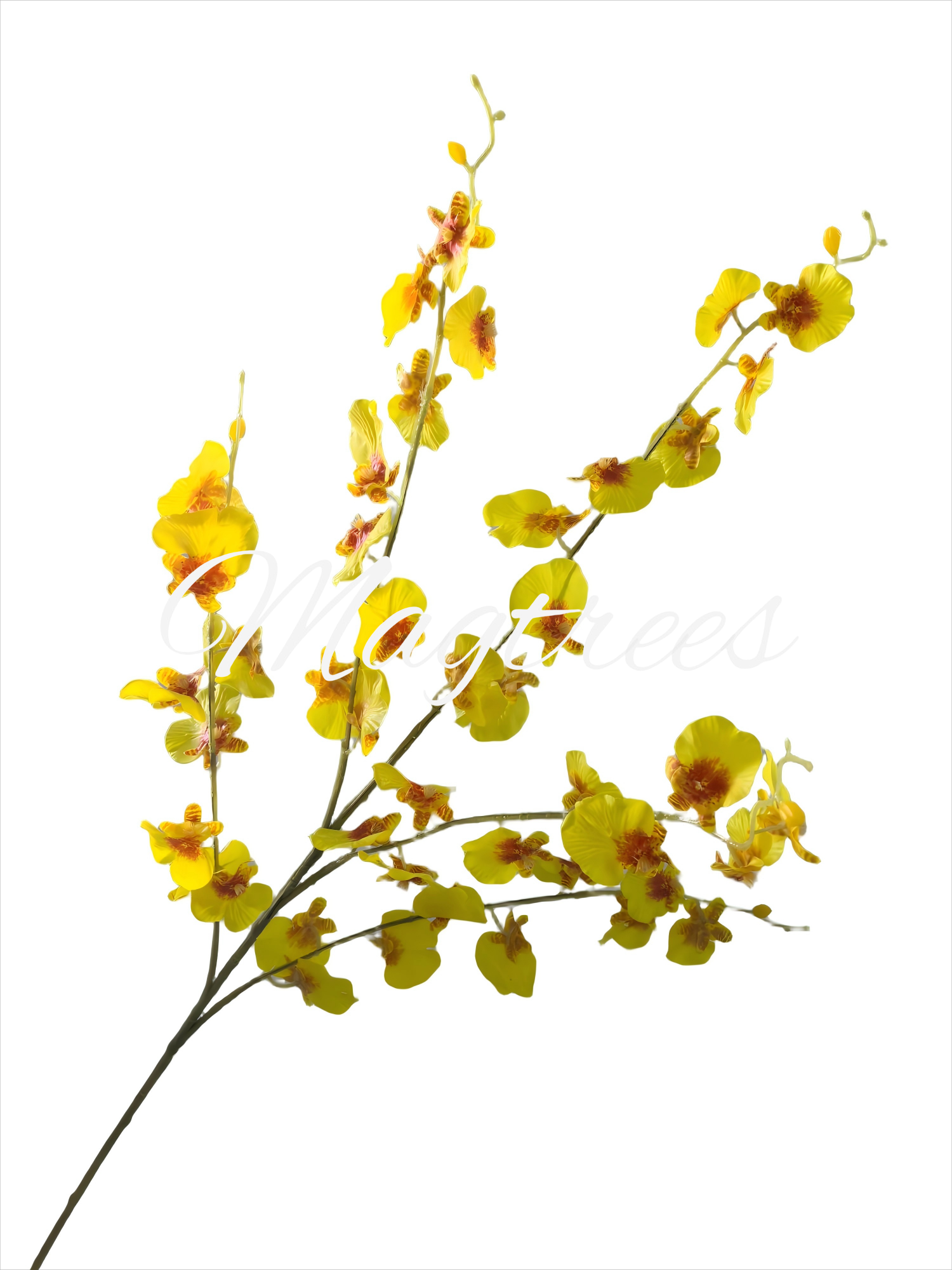 Dancing Orchid