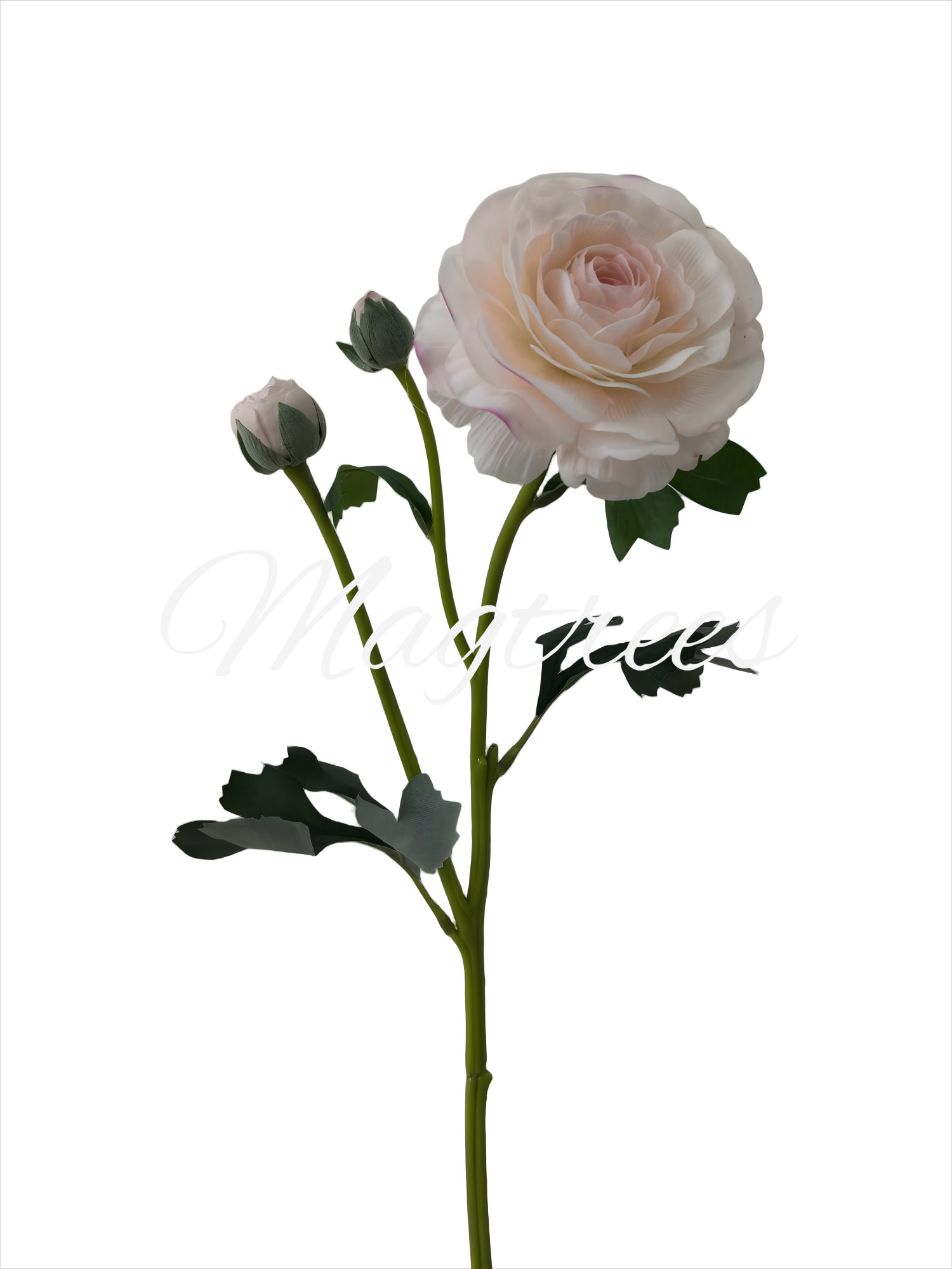 Ranunculus