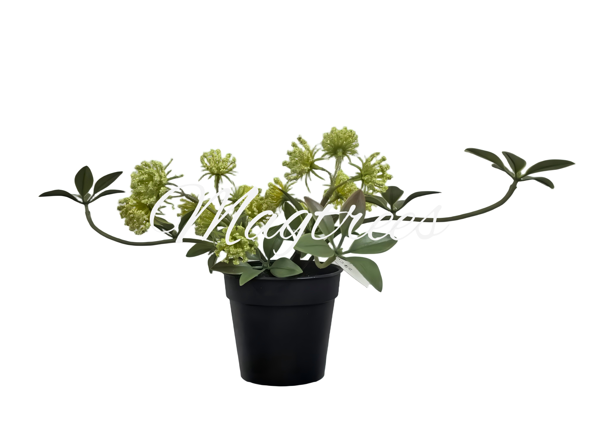 Potted Scabiosa