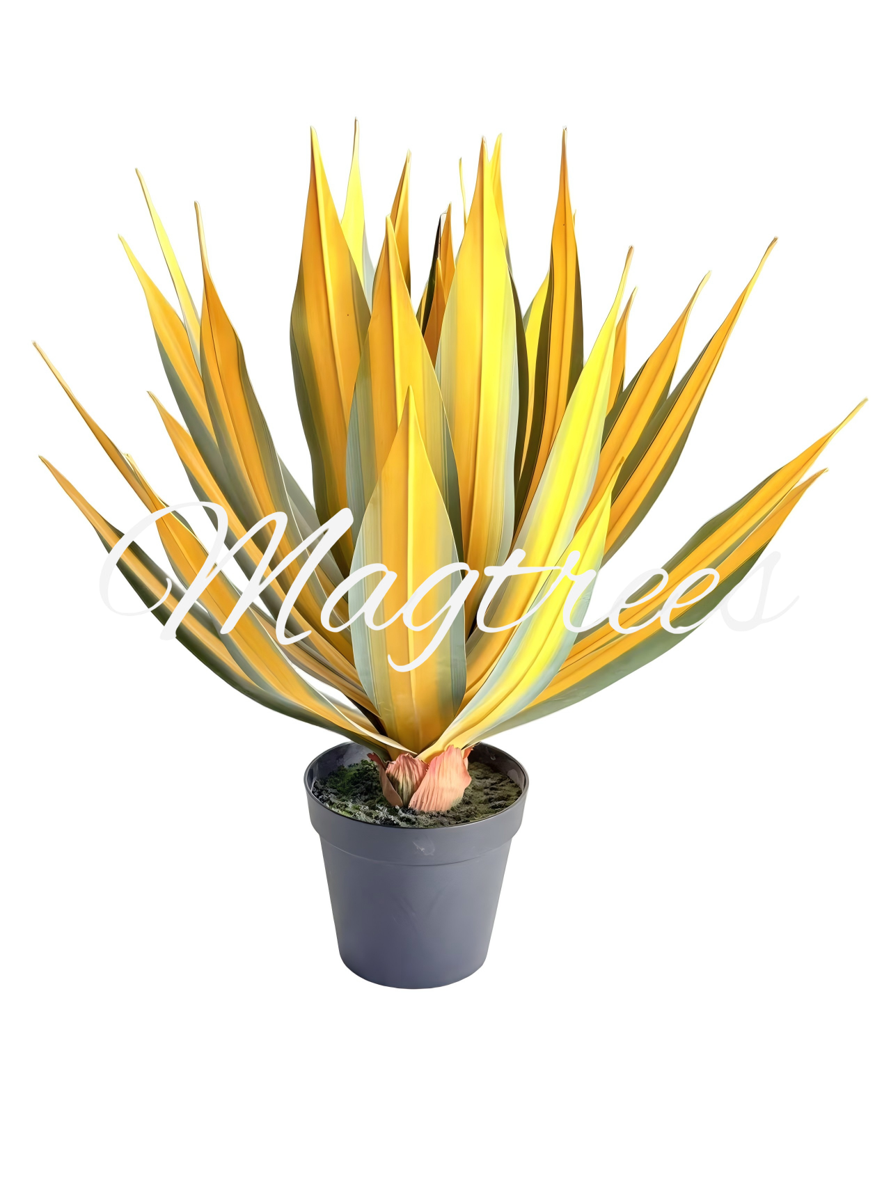 Dracaena Fragrans