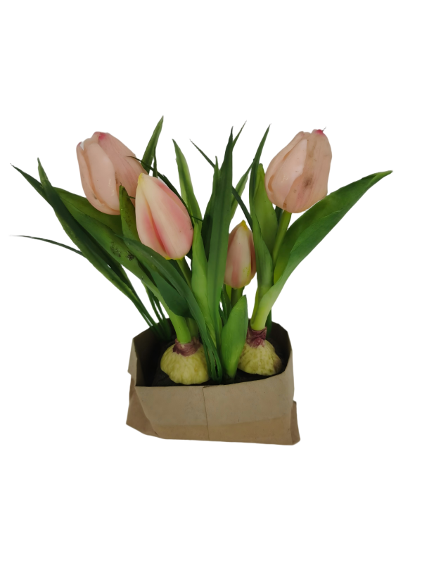 Potted Tulips