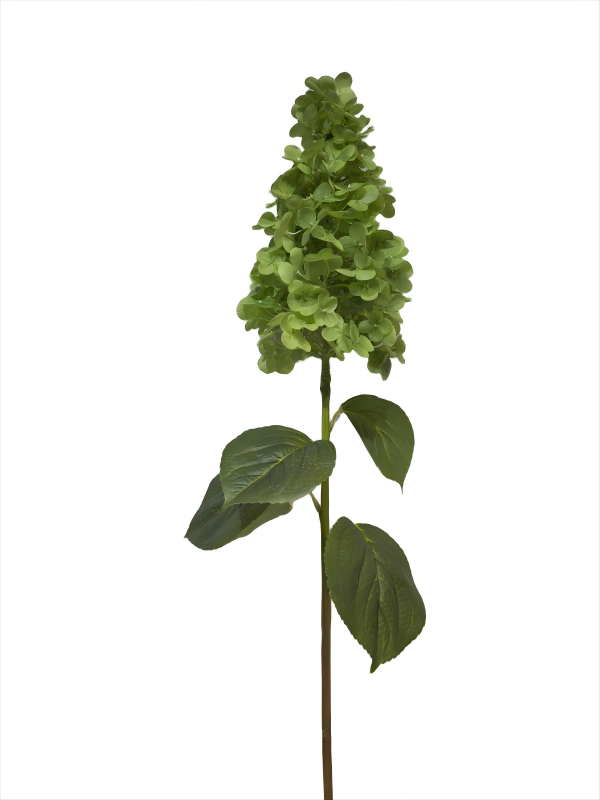 Hydrangea Macrophilla