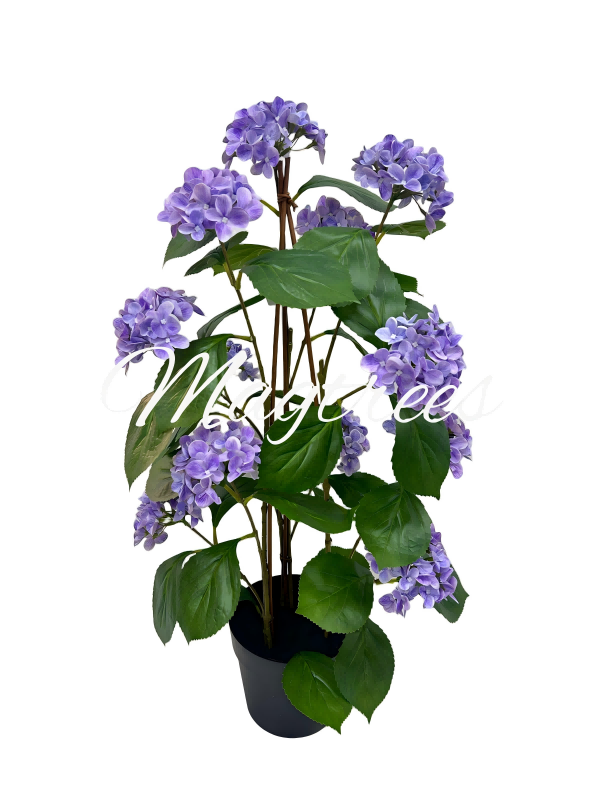 UV-resistant Garden Hydrangeas