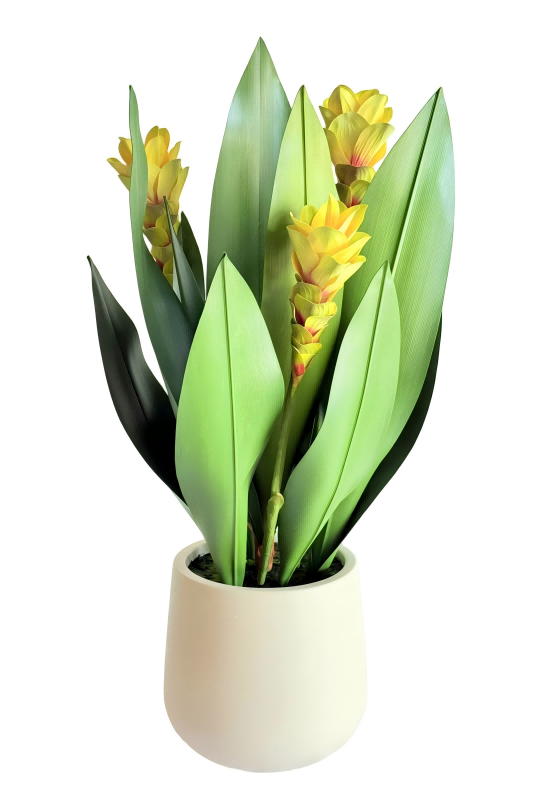 Curcuma Alismatifolia