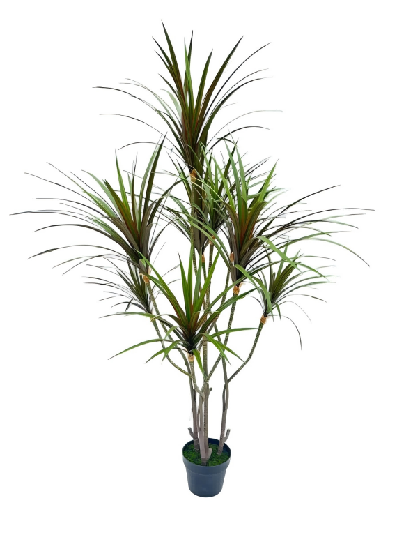 Dracaena Marginata