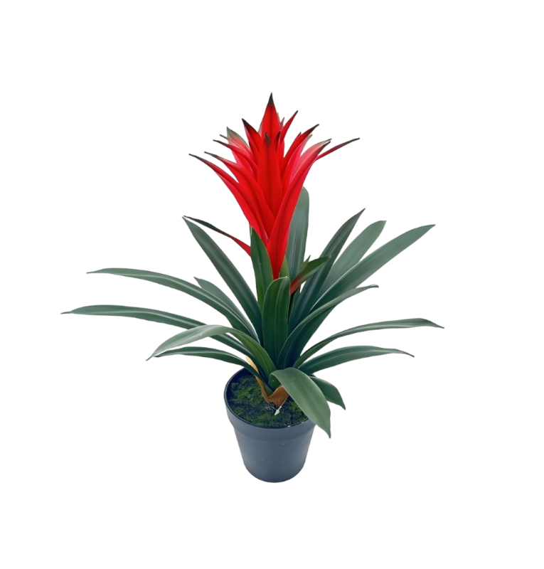 Guzmania Conifera