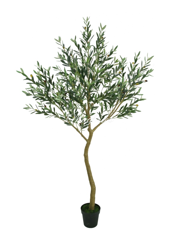 UV-resistant Olive Tree