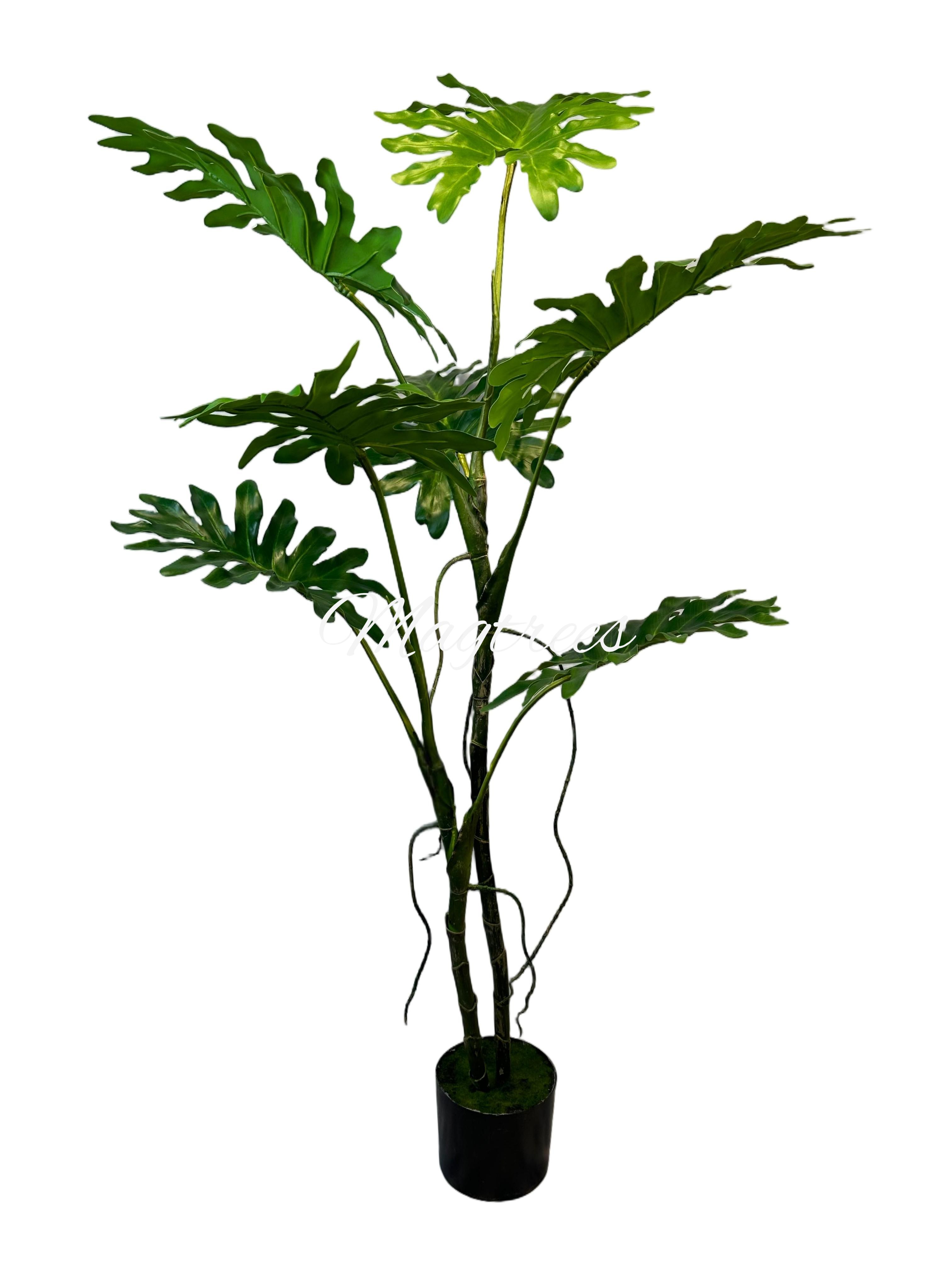 Potted Philodendron Selloum