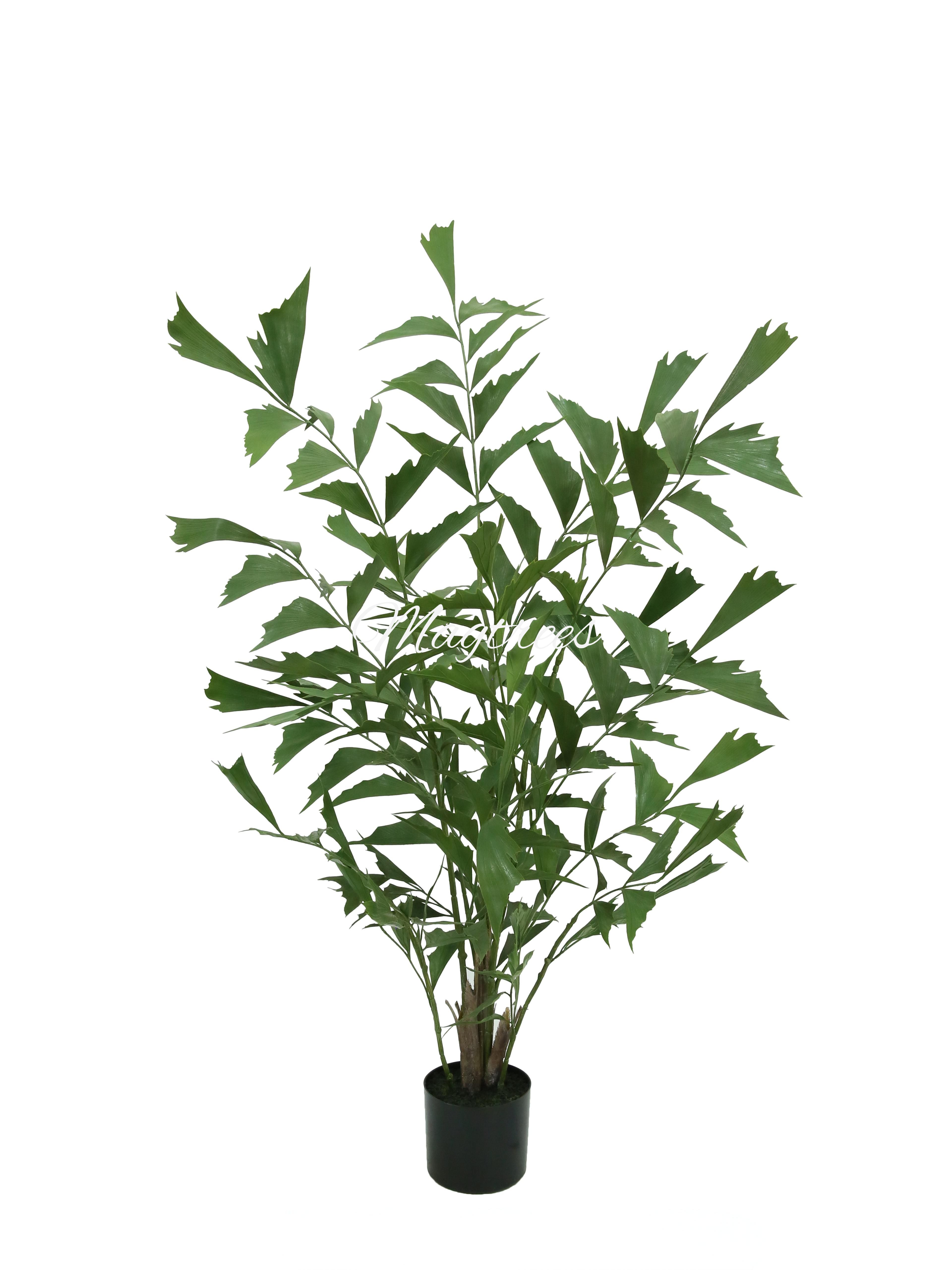 UV-resistant Caryota