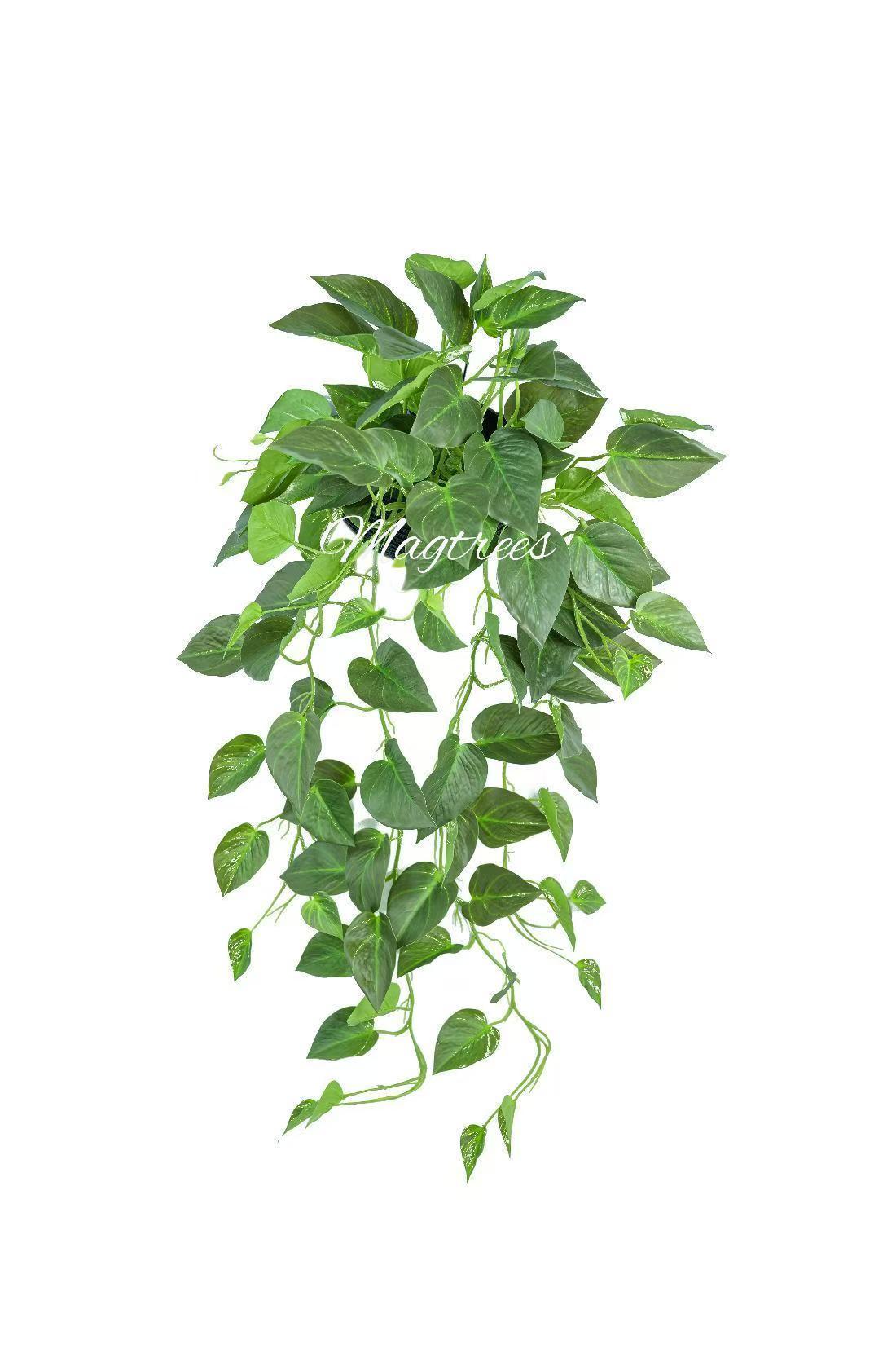 Epipremnum Aureum