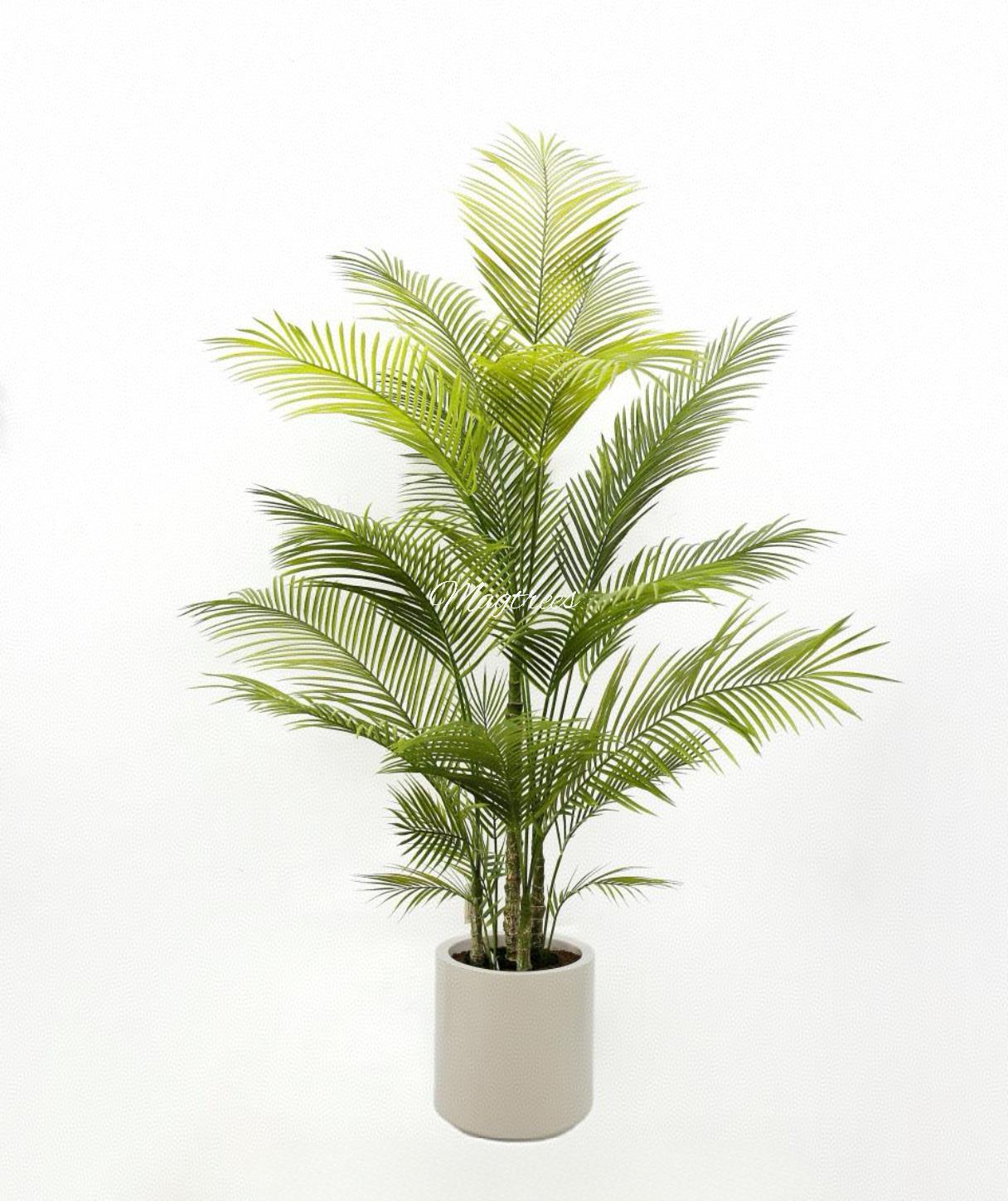 Areca Palm