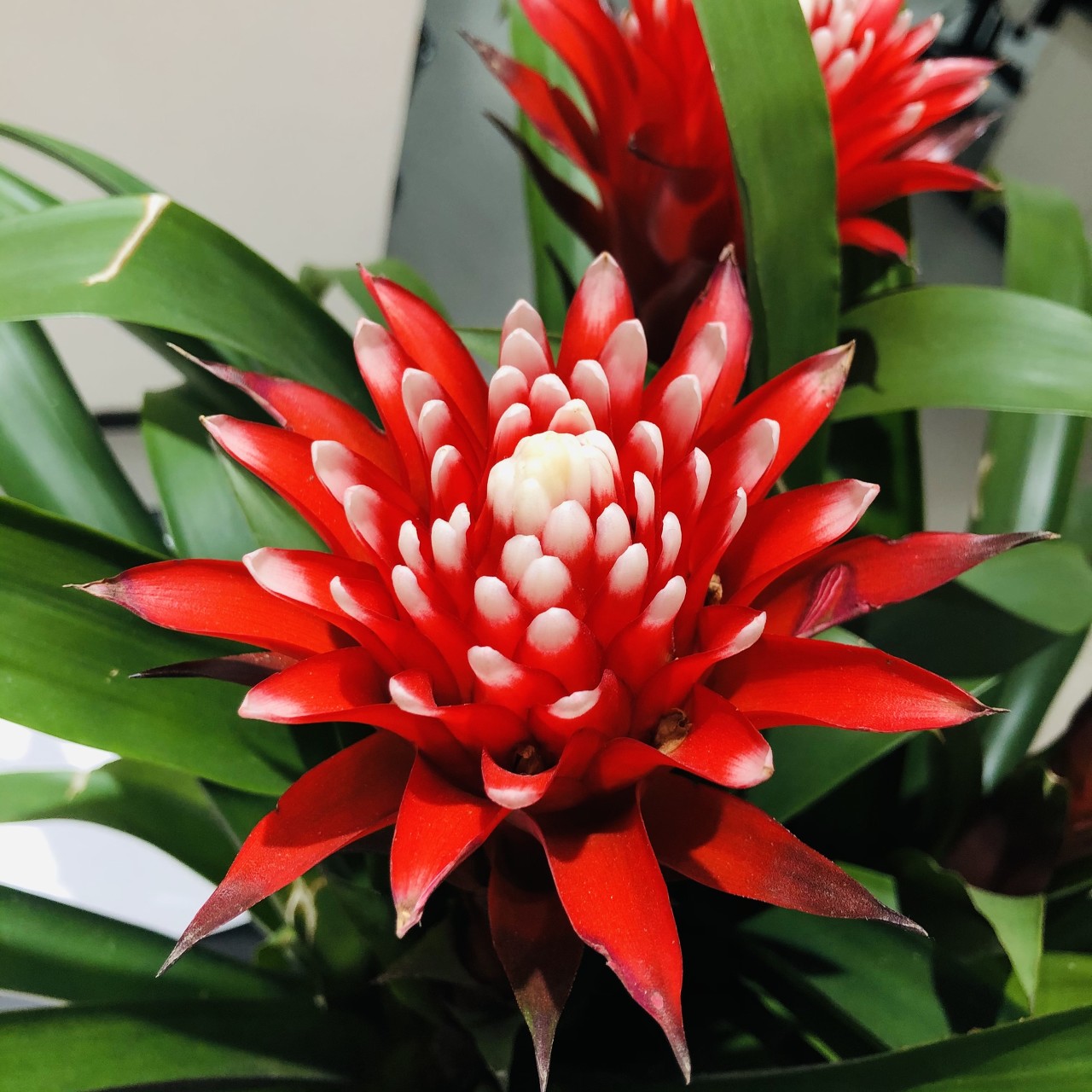 Why do people confuse "Billbergia" and "Guzmania"?